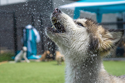 Harmony Animal Hospital, Pet Resort & Spa in Apex, NC
