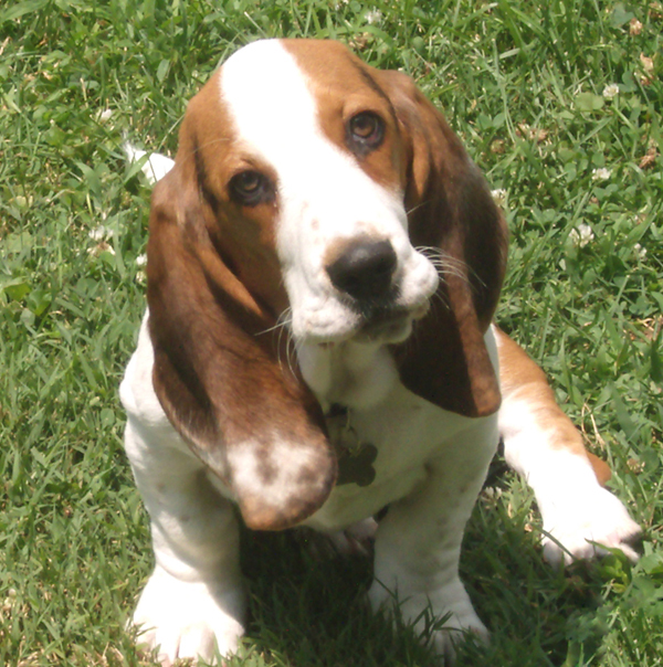 Paws At Play Veterinary Hospital in Raleigh, NC