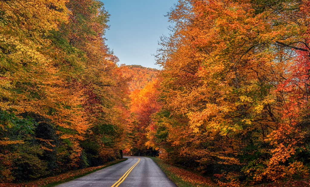 Fall Foliage in The Research Triangle, NC